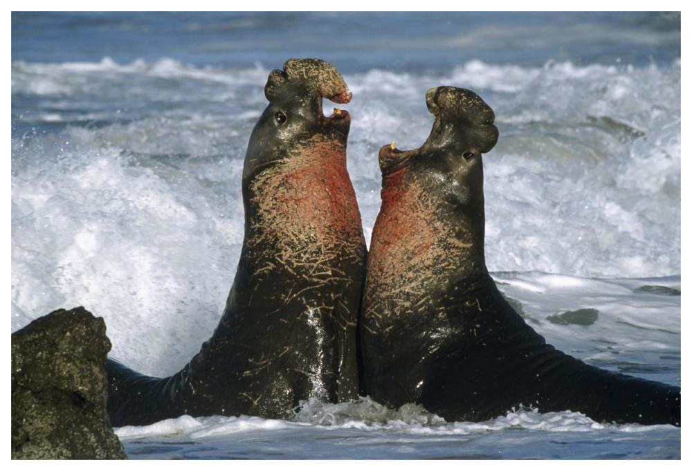 Northern Elephant Seal Males Fighting, California Coast-Paper Art-62X42