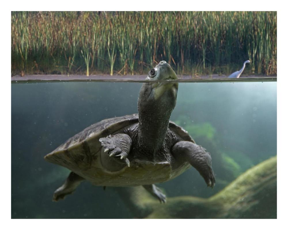 Turtle Breathing At Surface, Jurong Bird Park, Singapore-Paper Art-26X20