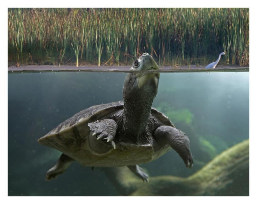 Turtle Breathing At Surface, Jurong Bird Park, Singapore-Paper Art-34X26