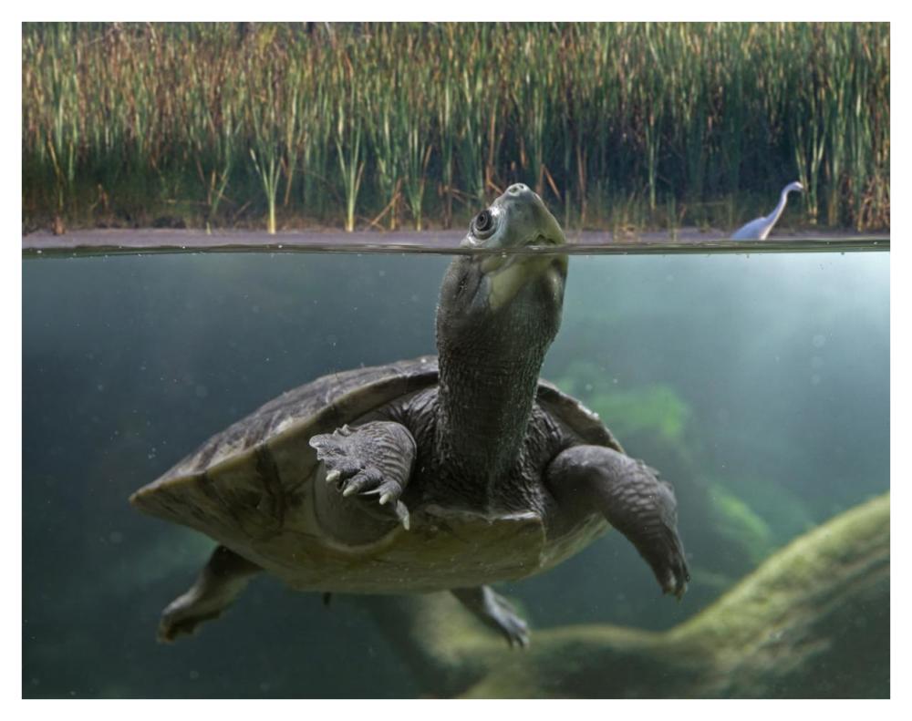 Turtle Breathing At Surface, Jurong Bird Park, Singapore-Paper Art-42X32