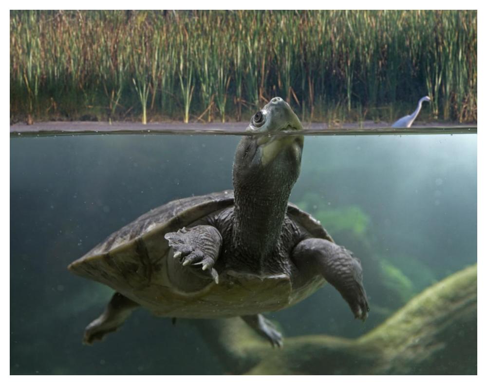 Turtle Breathing At Surface, Jurong Bird Park, Singapore-Paper Art-50X38
