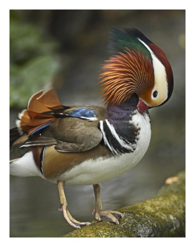 Mandarin Duck Male Preening, Jurong Bird Park, Singapore-Paper Art-20X26