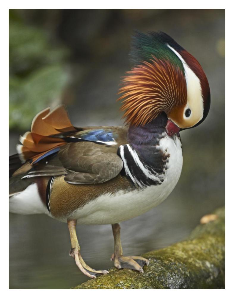 Mandarin Duck Male Preening, Jurong Bird Park, Singapore-Paper Art-26X34
