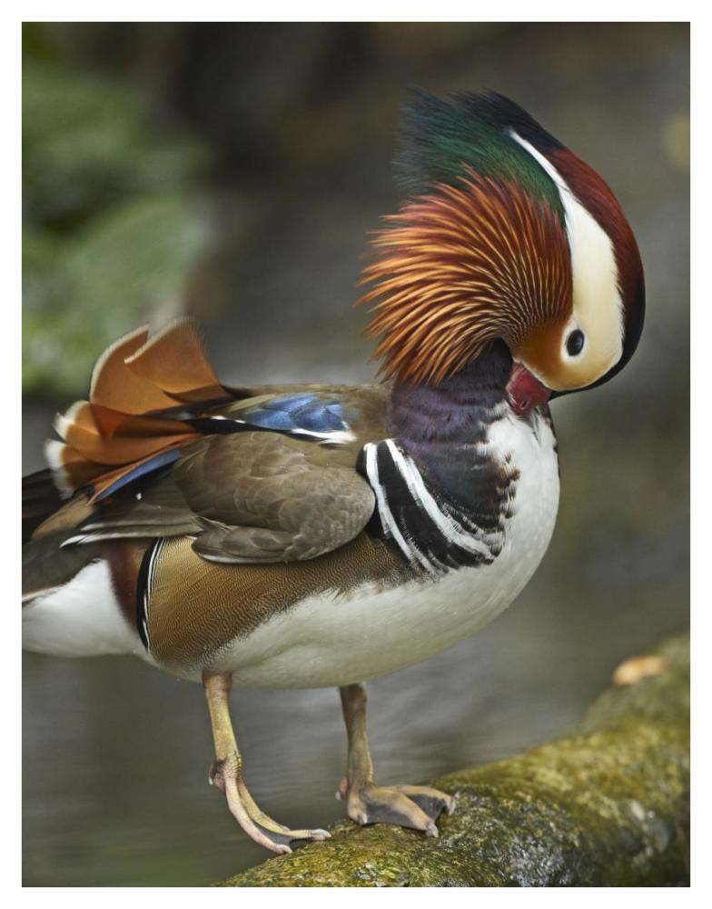 Mandarin Duck Male Preening, Jurong Bird Park, Singapore-Paper Art-32X42