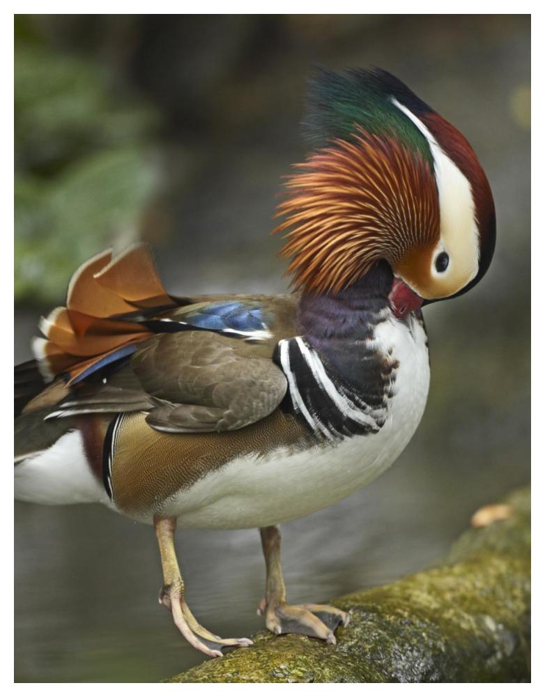 Mandarin Duck Male Preening, Jurong Bird Park, Singapore-Paper Art-38X50