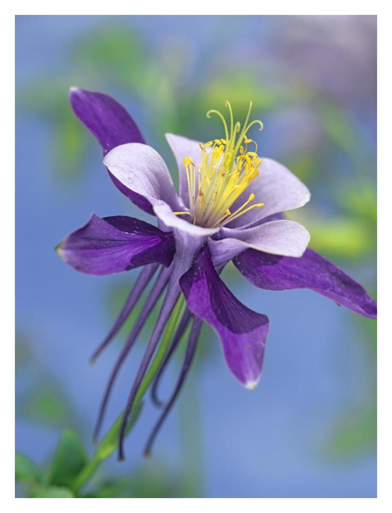 Colorado Blue Columbine Close Up Of Bloom, North America-Paper Art-14X18