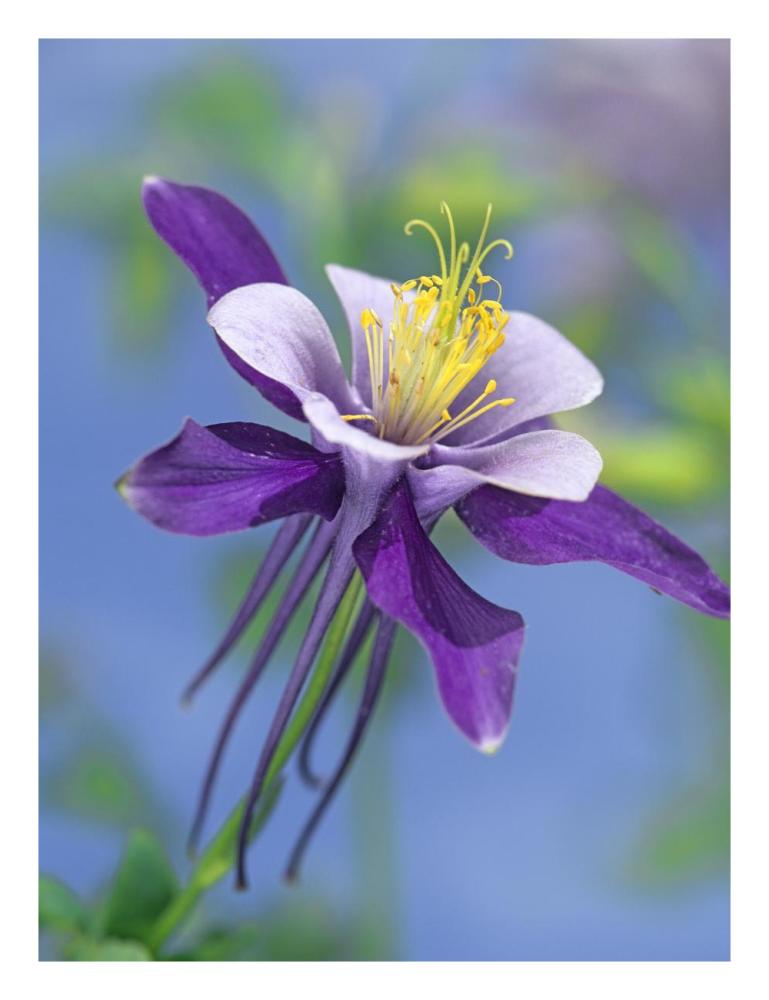 Colorado Blue Columbine Close Up Of Bloom, North America-Paper Art-20X26