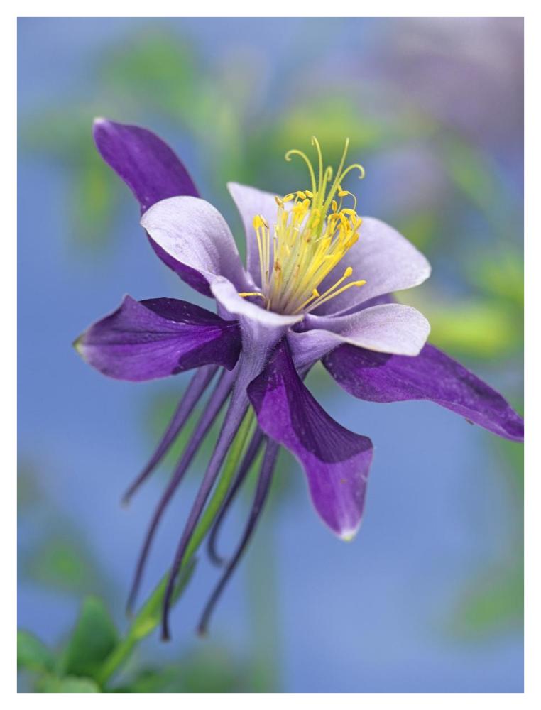 Colorado Blue Columbine Close Up Of Bloom, North America-Paper Art-32X42