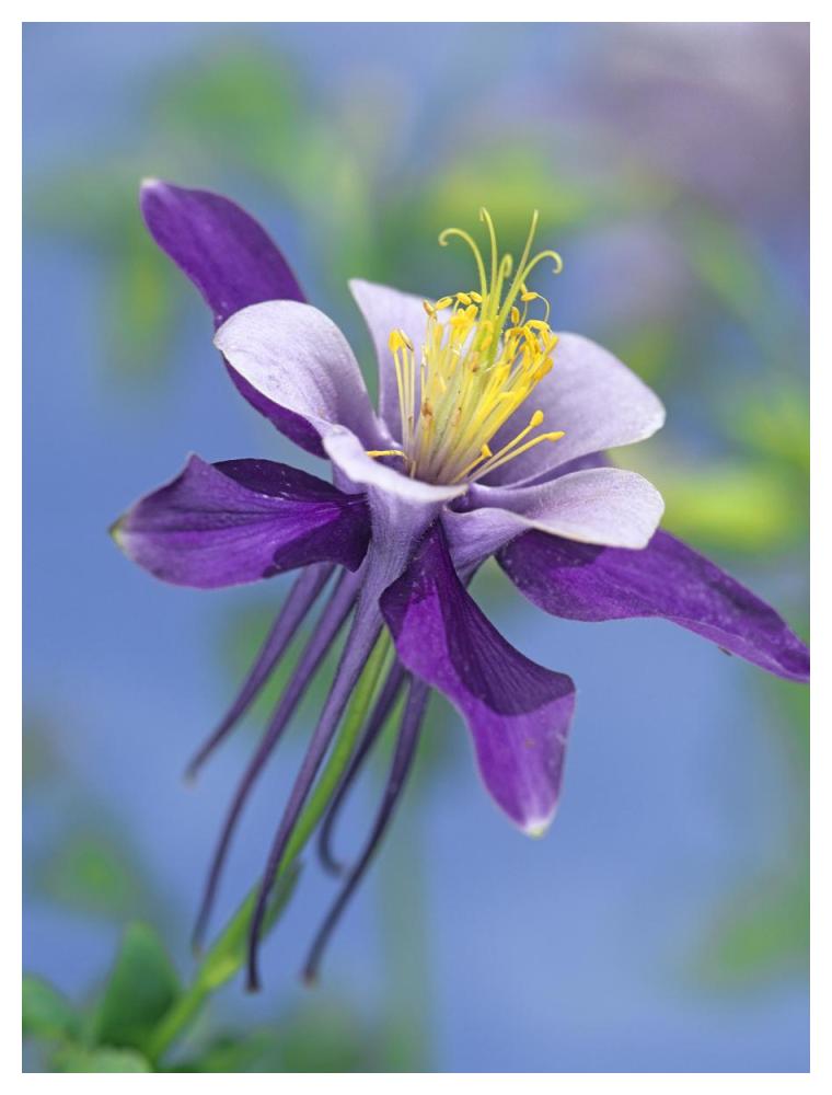 Colorado Blue Columbine Close Up Of Bloom, North America-Paper Art-38X50