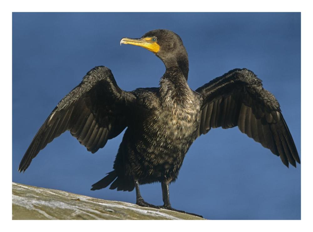 Double-Crested Cormorant Drying Its Wings, North America-Paper Art-26X20