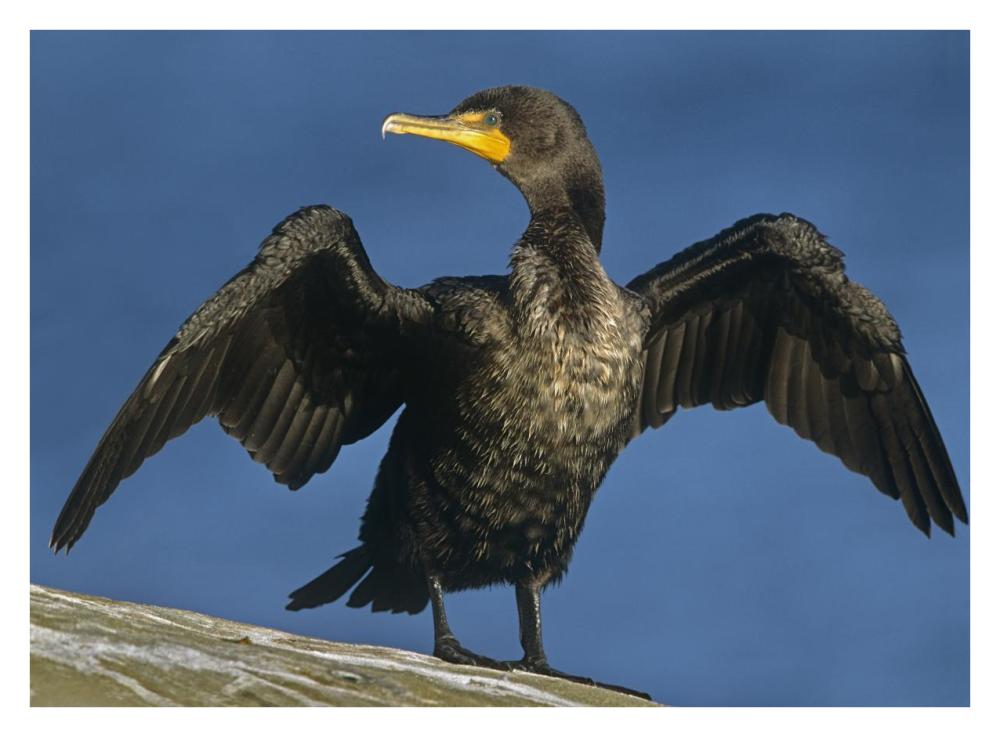 Double-Crested Cormorant Drying Its Wings, North America-Paper Art-34X26