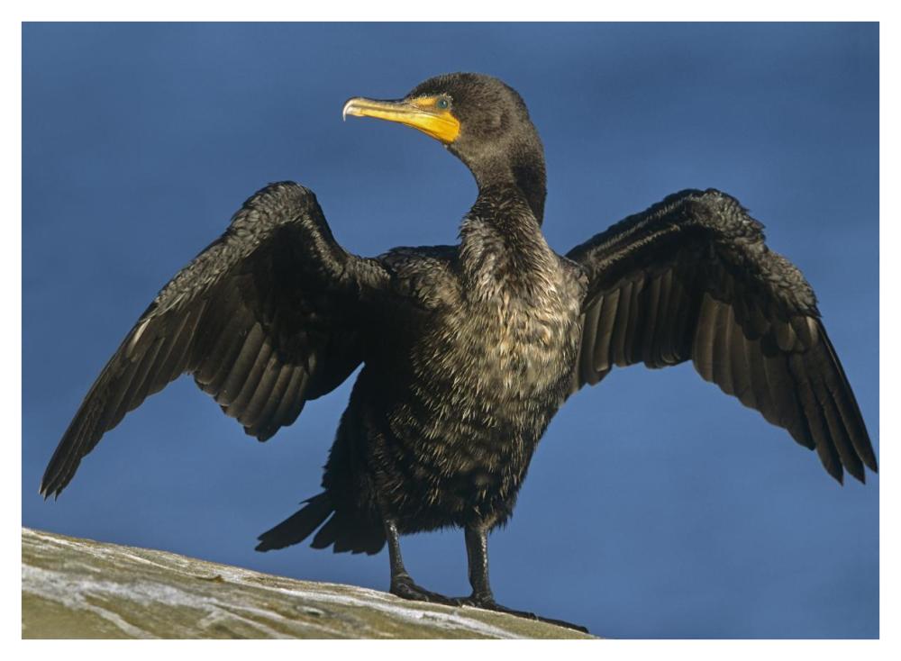 Double-Crested Cormorant Drying Its Wings, North America-Paper Art-42X32