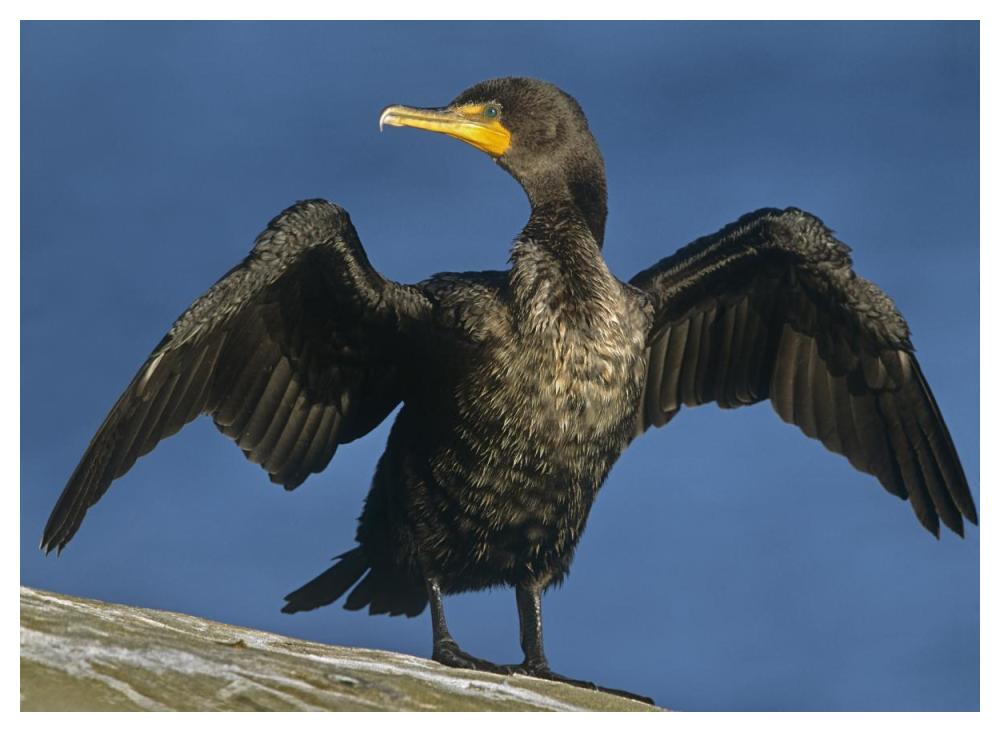 Double-Crested Cormorant Drying Its Wings, North America-Paper Art-50X38
