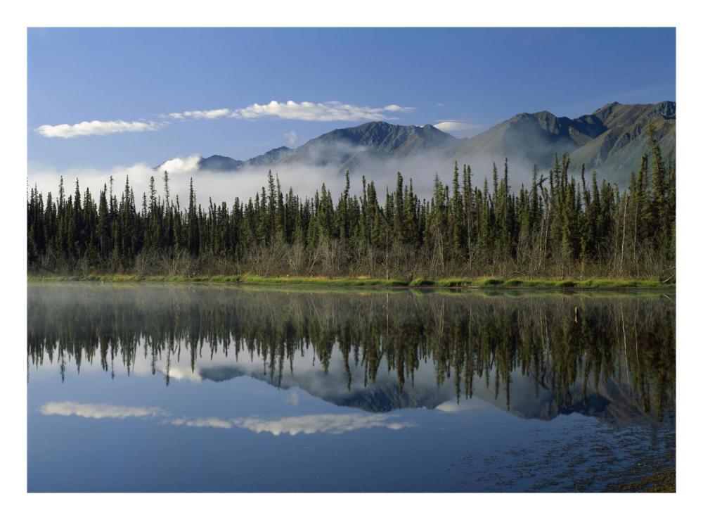 Boreal Forest Along Lake Edge, Nutzotin Mountains, Alaska-Paper Art-26X20