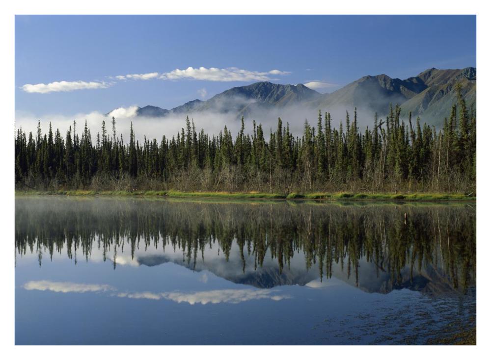 Boreal Forest Along Lake Edge, Nutzotin Mountains, Alaska-Paper Art-34X26