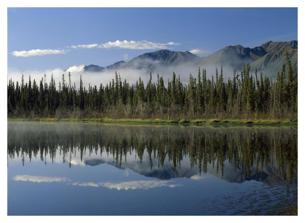 Boreal Forest Along Lake Edge, Nutzotin Mountains, Alaska-Paper Art-42X32