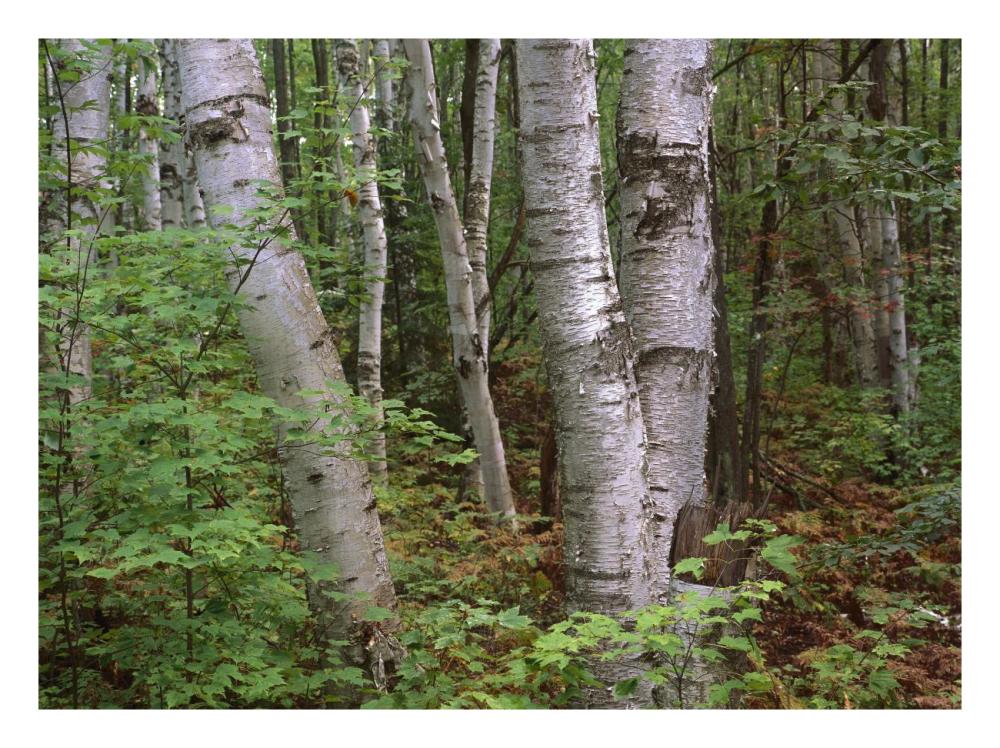 Birch Forest, Pictured Rocks National Lakeshore, Michigan-Paper Art-26X20