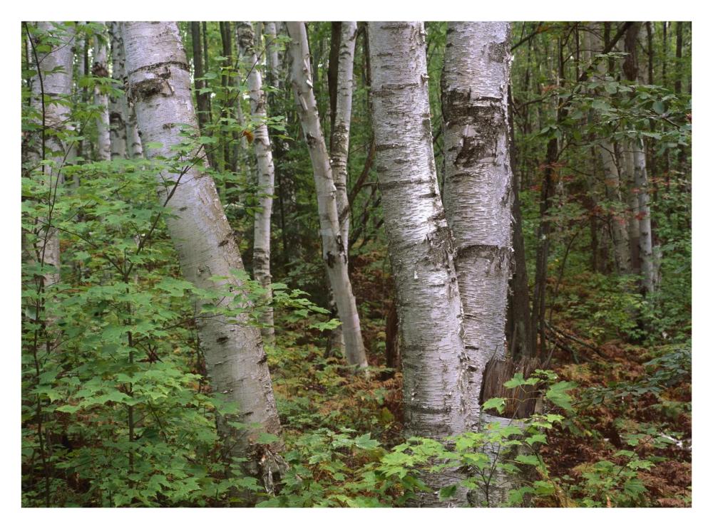 Birch Forest, Pictured Rocks National Lakeshore, Michigan-Paper Art-34X26