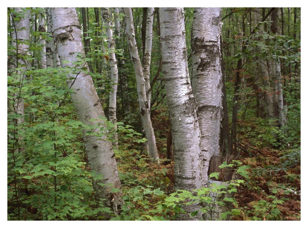 Birch Forest, Pictured Rocks National Lakeshore, Michigan-Paper Art-42X32