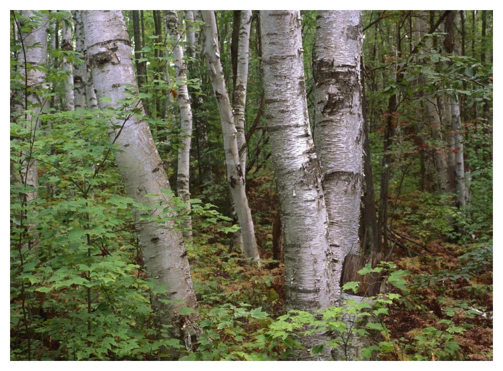 Birch Forest, Pictured Rocks National Lakeshore, Michigan-Paper Art-50X38