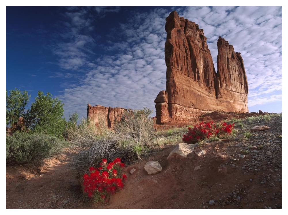 Paintbrush And The Organ Rock, Arches National Park, Utah-Paper Art-50X38