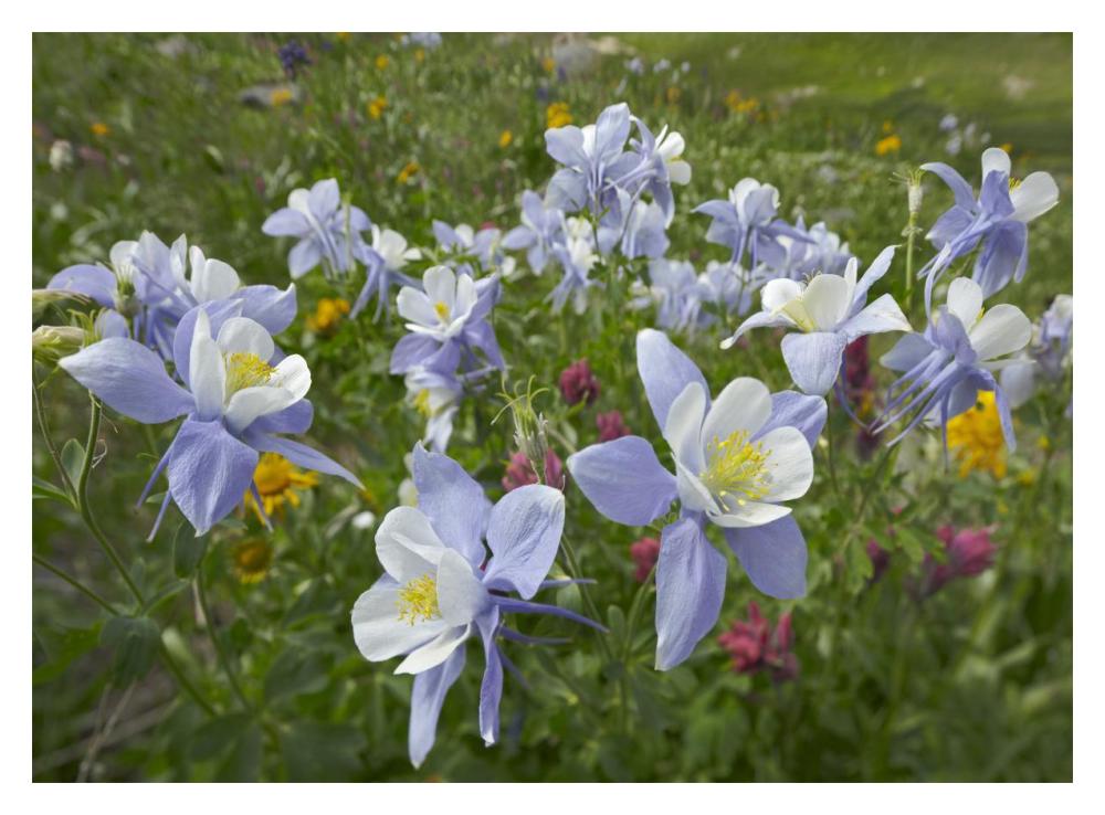 Colorado Blue Columbine Flowers, American Basin, Colorado-Paper Art-18X14