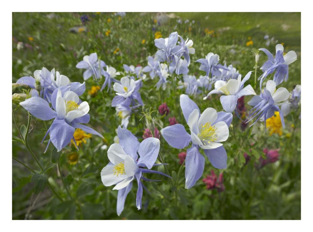 Colorado Blue Columbine Flowers, American Basin, Colorado-Paper Art-26X20