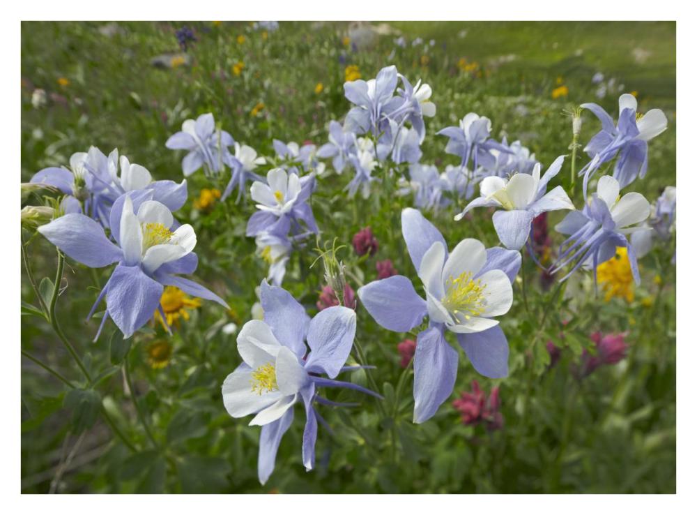 Colorado Blue Columbine Flowers, American Basin, Colorado-Paper Art-34X26