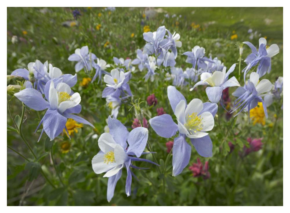 Colorado Blue Columbine Flowers, American Basin, Colorado-Paper Art-42X32
