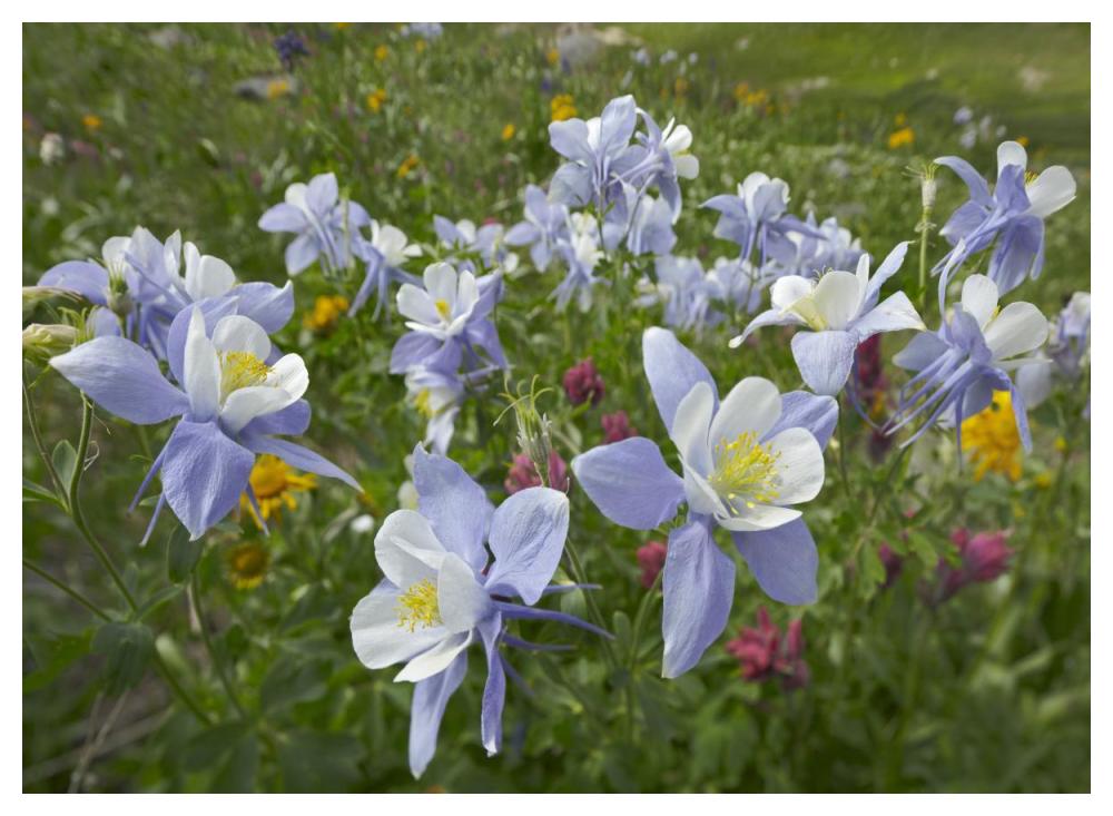 Colorado Blue Columbine Flowers, American Basin, Colorado-Paper Art-50X38