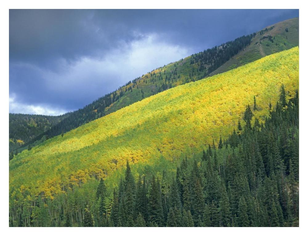 Aspen Forest, Maroon Bells, Snowmass Wilderness, Colorado-Paper Art-18X14