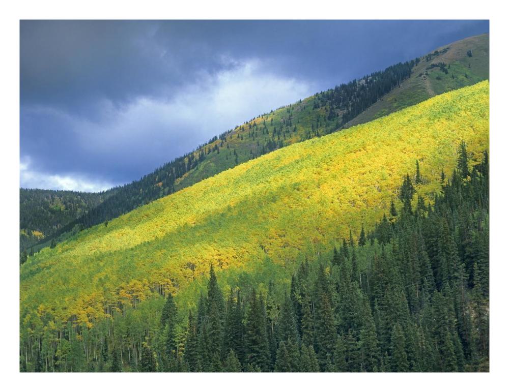 Aspen Forest, Maroon Bells, Snowmass Wilderness, Colorado-Paper Art-26X20
