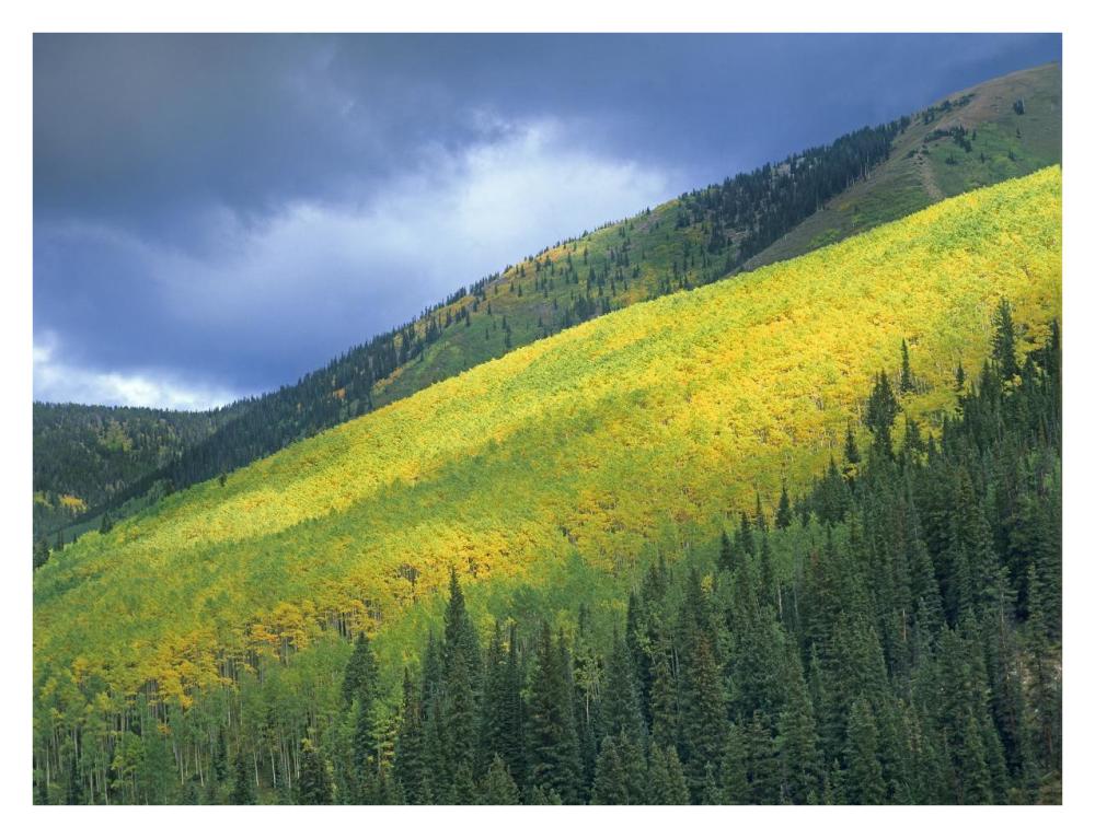 Aspen Forest, Maroon Bells, Snowmass Wilderness, Colorado-Paper Art-34X26
