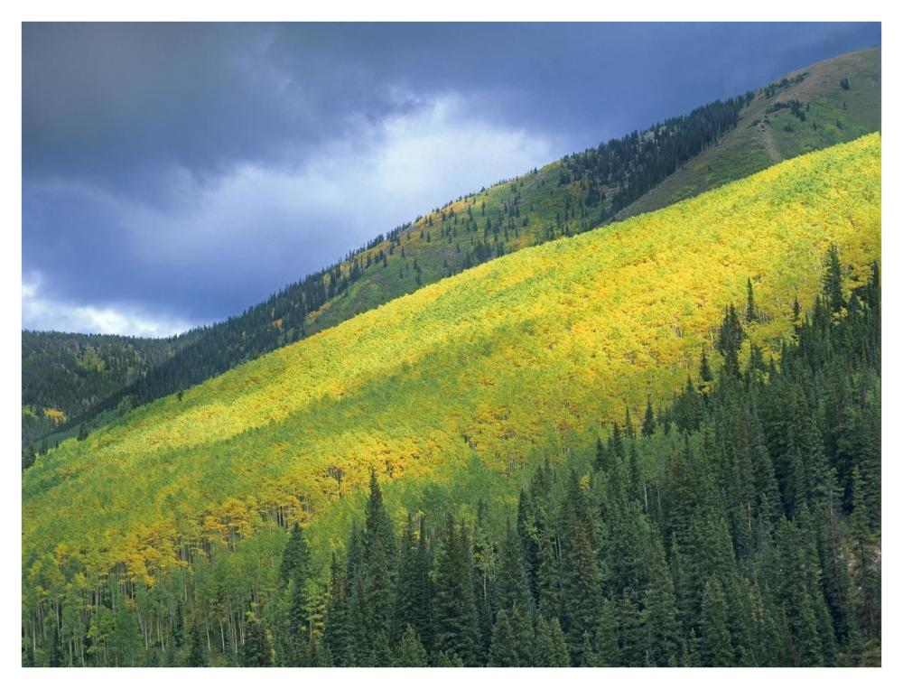 Aspen Forest, Maroon Bells, Snowmass Wilderness, Colorado-Paper Art-42X32