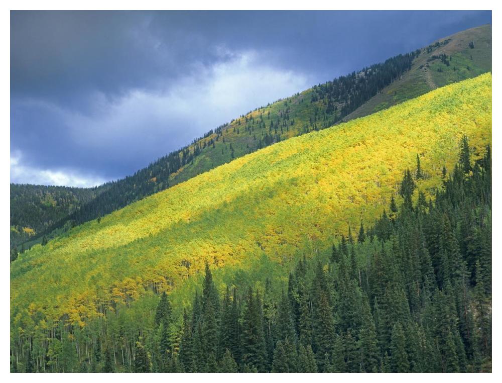 Aspen Forest, Maroon Bells, Snowmass Wilderness, Colorado-Paper Art-50X38