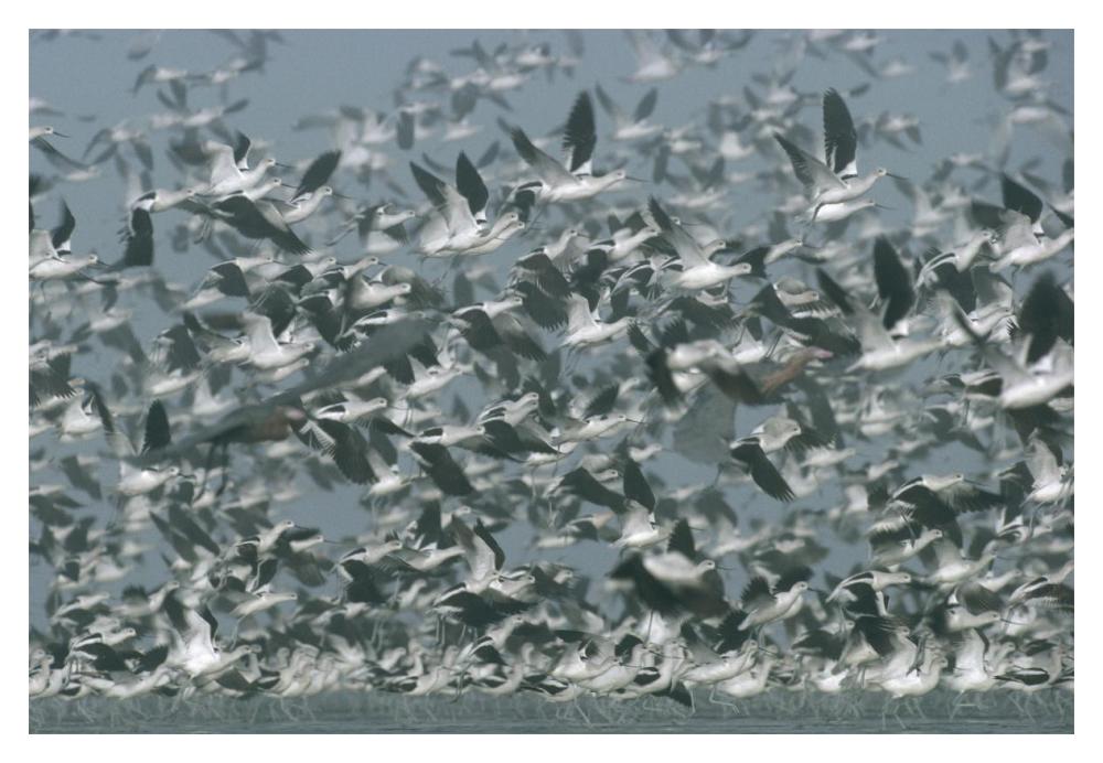 American Avocet Flock Erupting Into Flight, North America-Paper Art-20X14