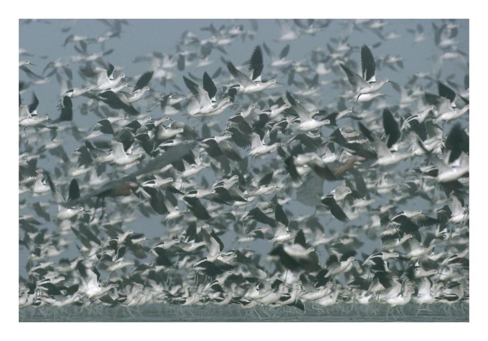 American Avocet Flock Erupting Into Flight, North America-Paper Art-26X18