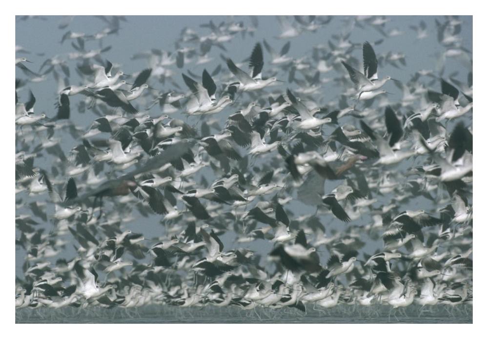 American Avocet Flock Erupting Into Flight, North America-Paper Art-32X22