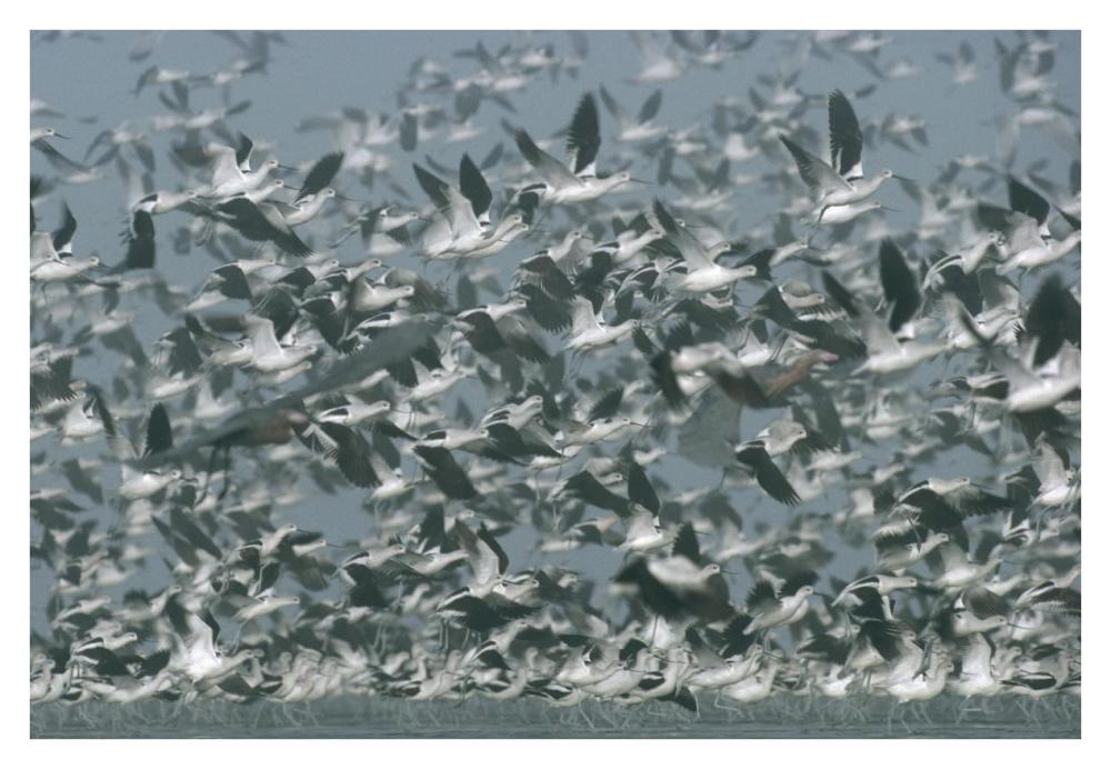 American Avocet Flock Erupting Into Flight, North America-Paper Art-38X26