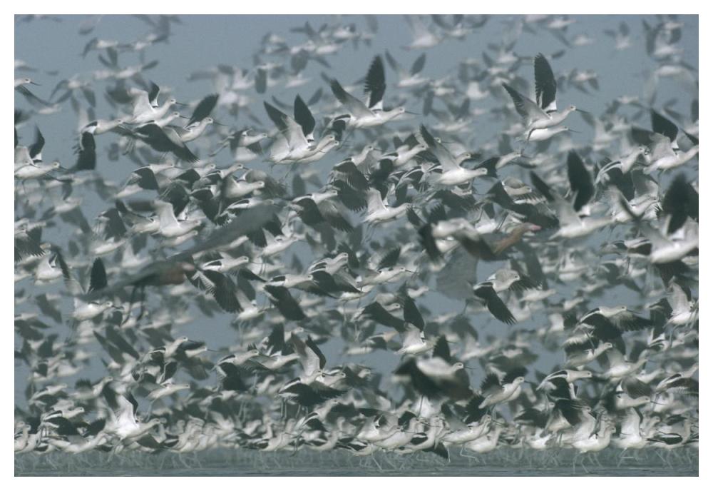 American Avocet Flock Erupting Into Flight, North America-Paper Art-50X34