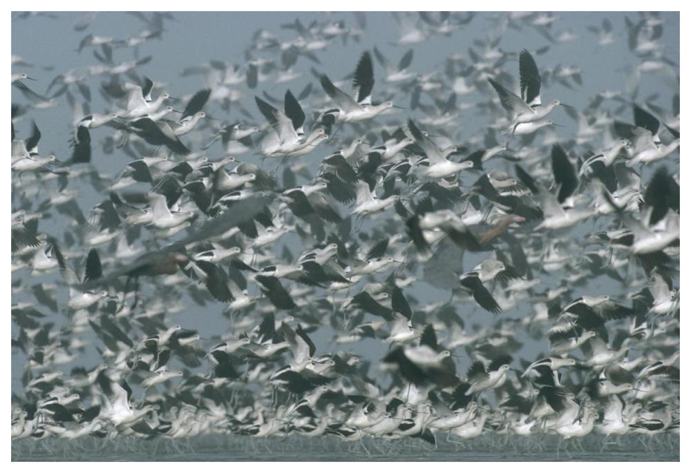 American Avocet Flock Erupting Into Flight, North America-Paper Art-62X42