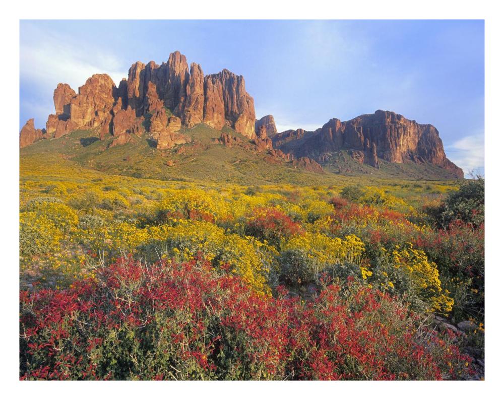 Chuparosa And Brittlebush Superstition Mountains, Arizona-Paper Art-26X20