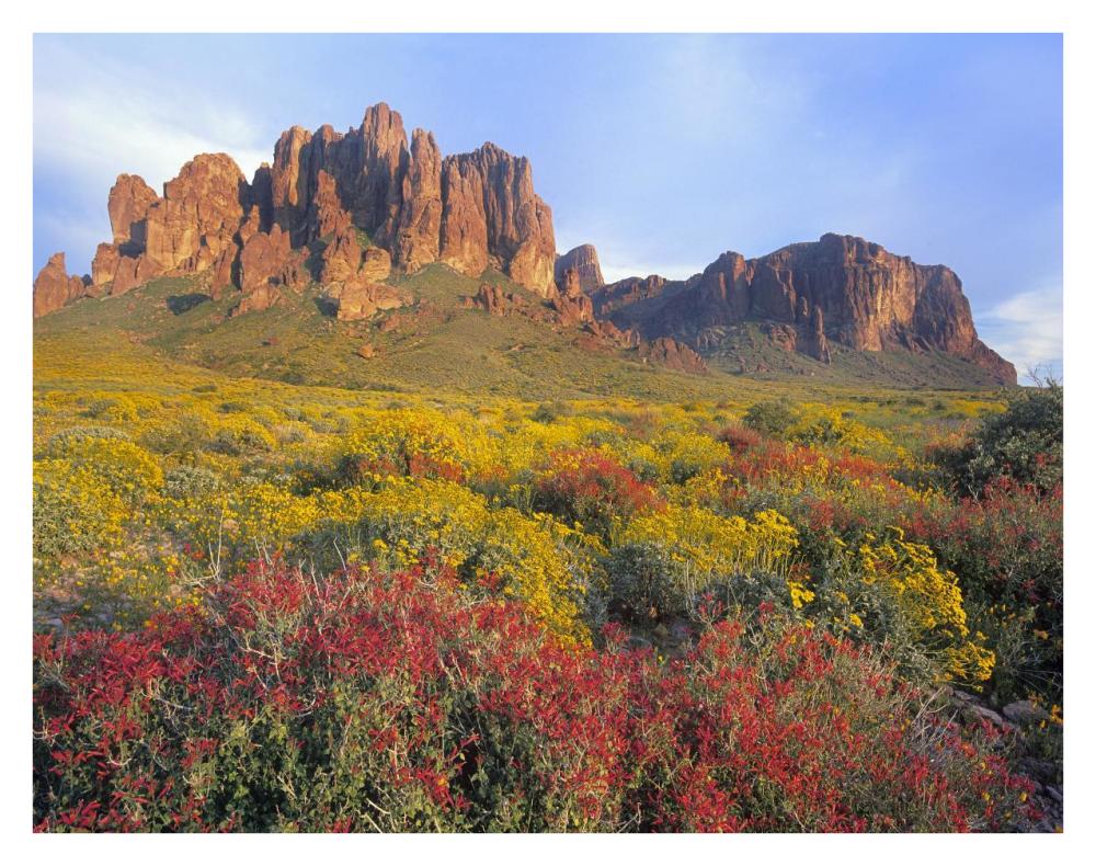 Chuparosa And Brittlebush Superstition Mountains, Arizona-Paper Art-34X26