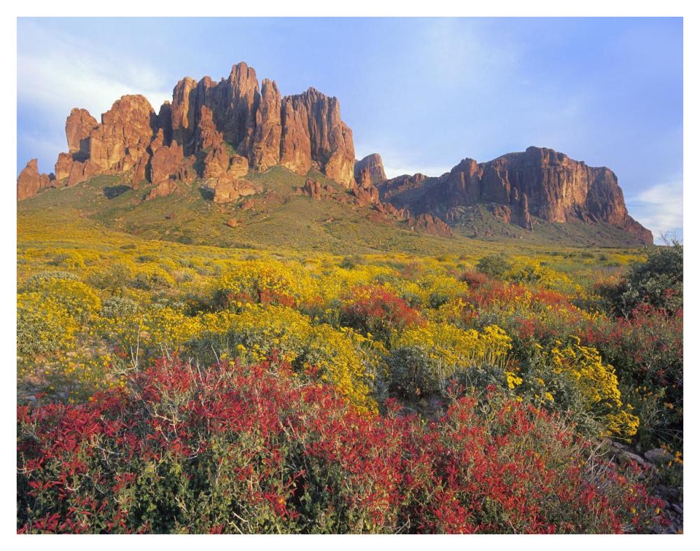 Chuparosa And Brittlebush Superstition Mountains, Arizona-Paper Art-42X32