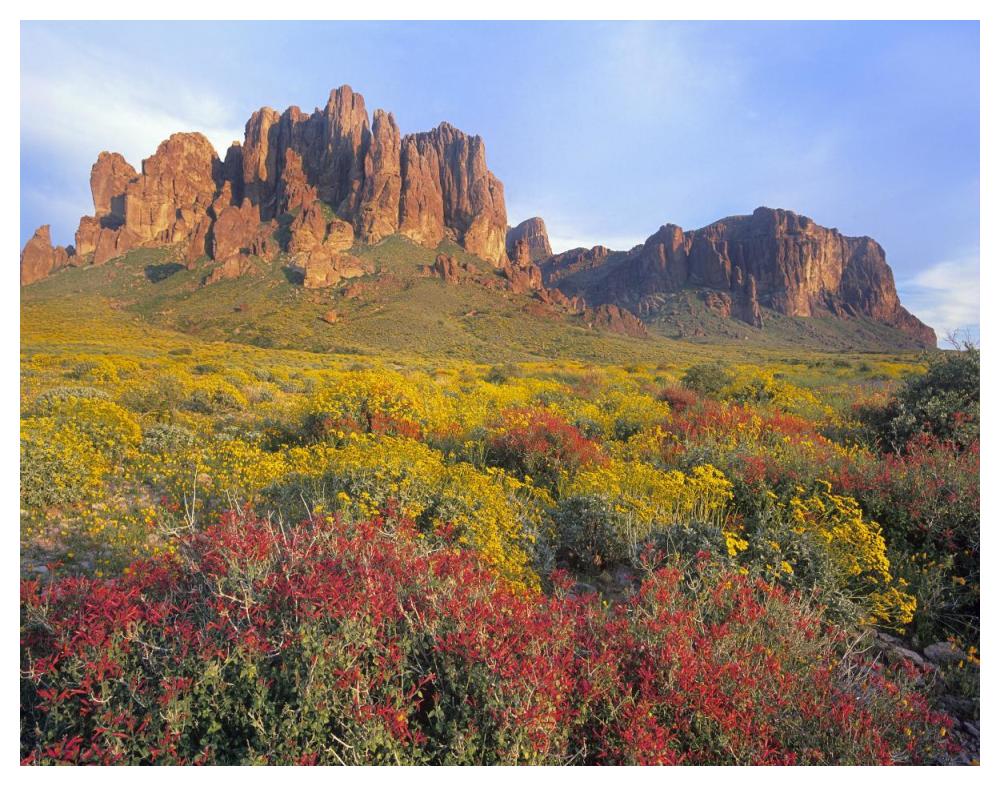 Chuparosa And Brittlebush Superstition Mountains, Arizona-Paper Art-50X38