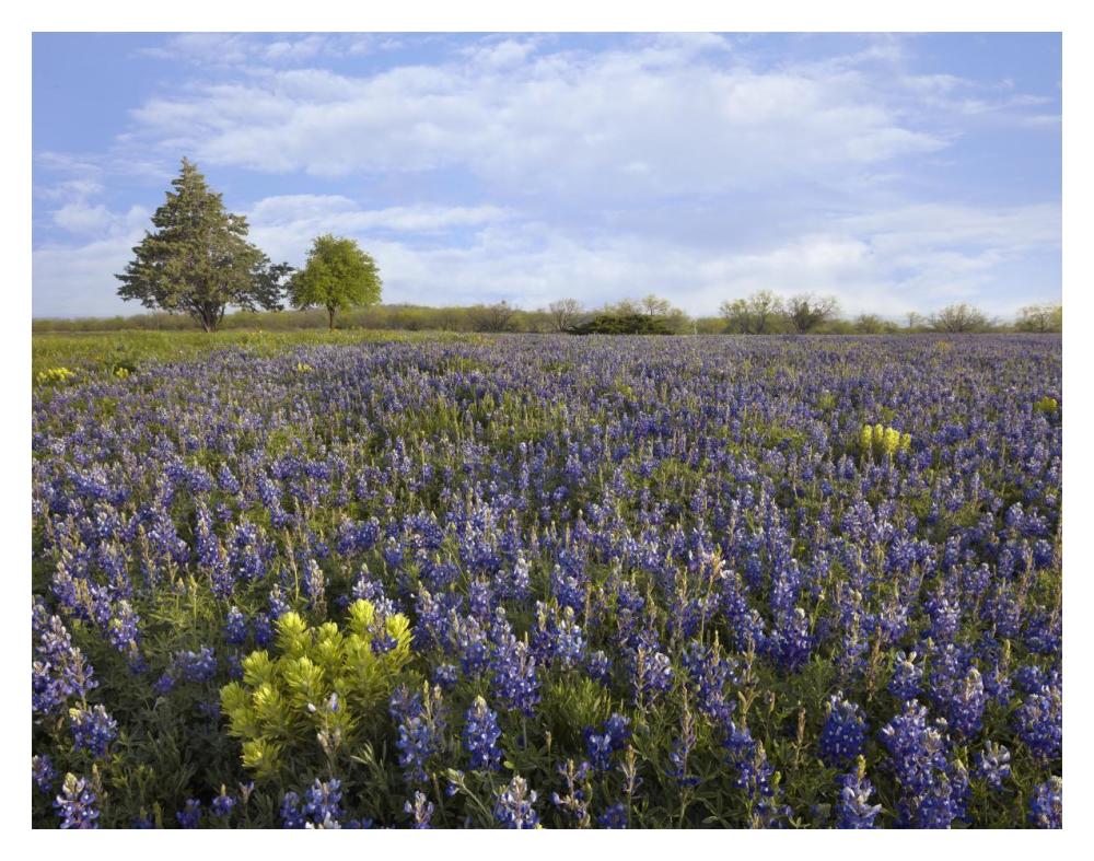 Bluebonnet And Lemon Paintbrush Meadow Near Albany, Texas-Paper Art-18X14