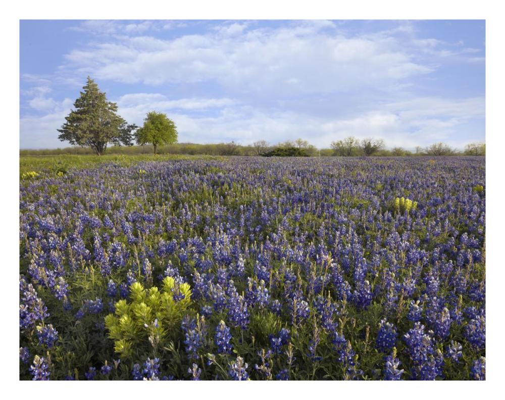 Bluebonnet And Lemon Paintbrush Meadow Near Albany, Texas-Paper Art-26X20