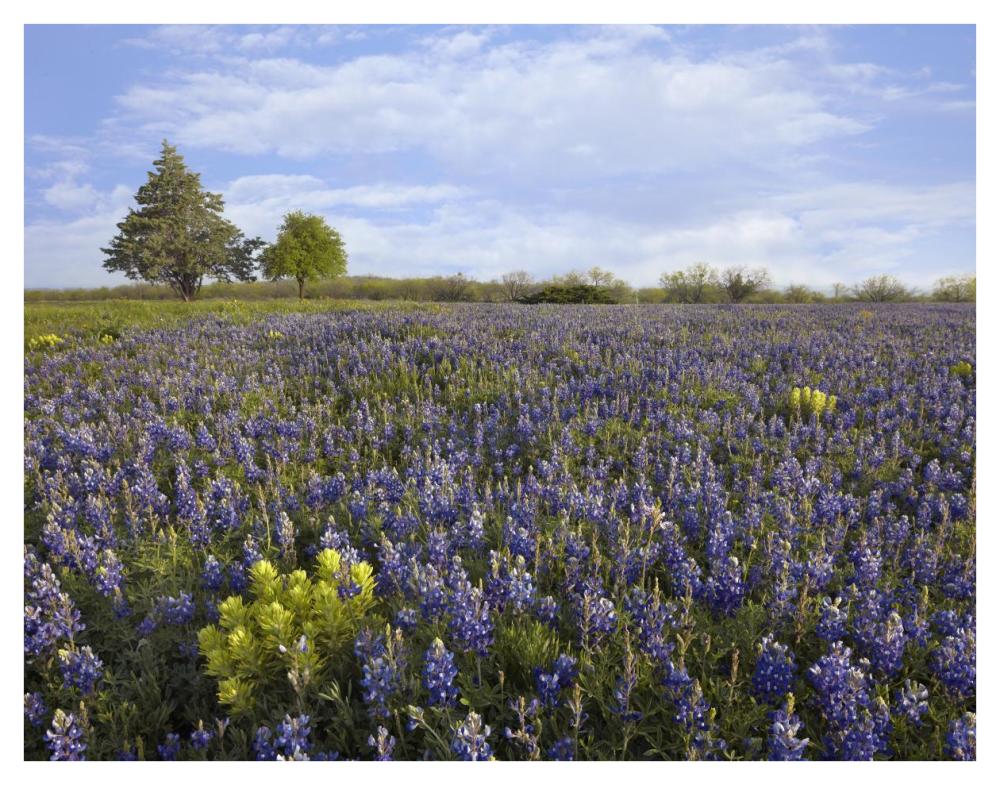 Bluebonnet And Lemon Paintbrush Meadow Near Albany, Texas-Paper Art-42X32