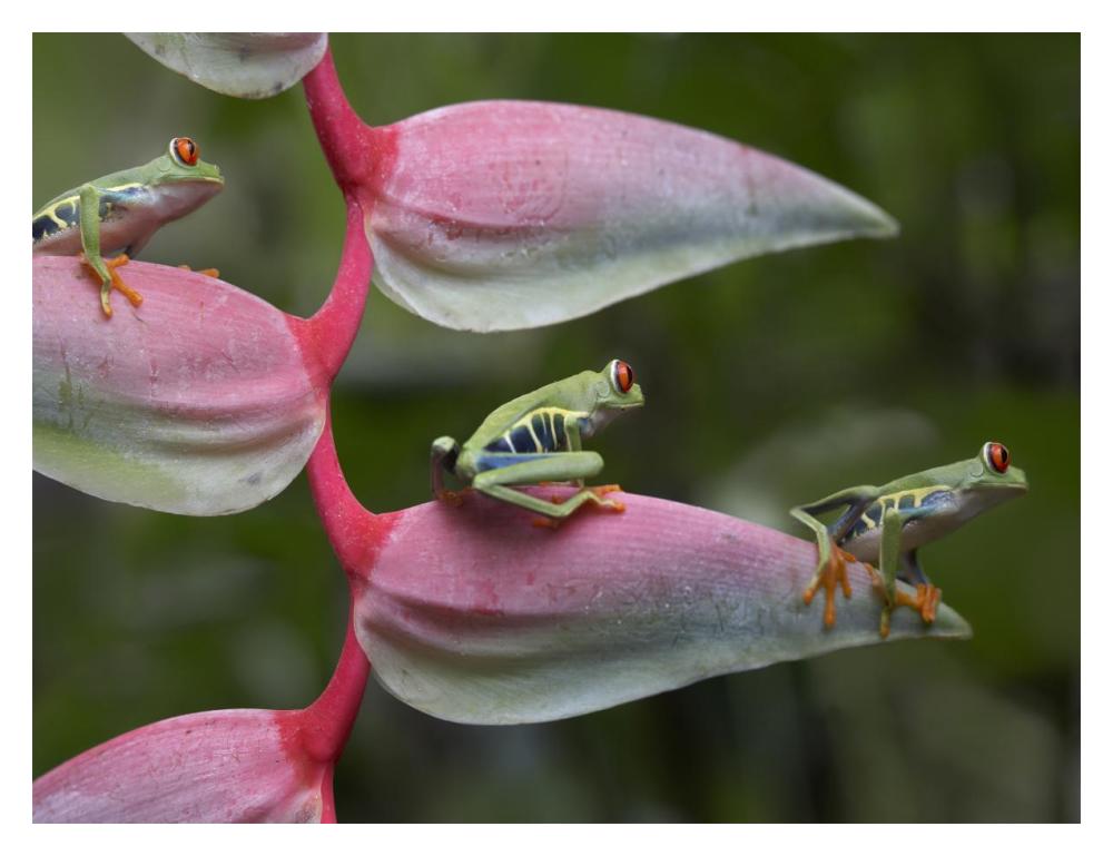 Red-Eyed Tree Frog Three Sitting On Heliconia, Costa Rica-Paper Art-18X14