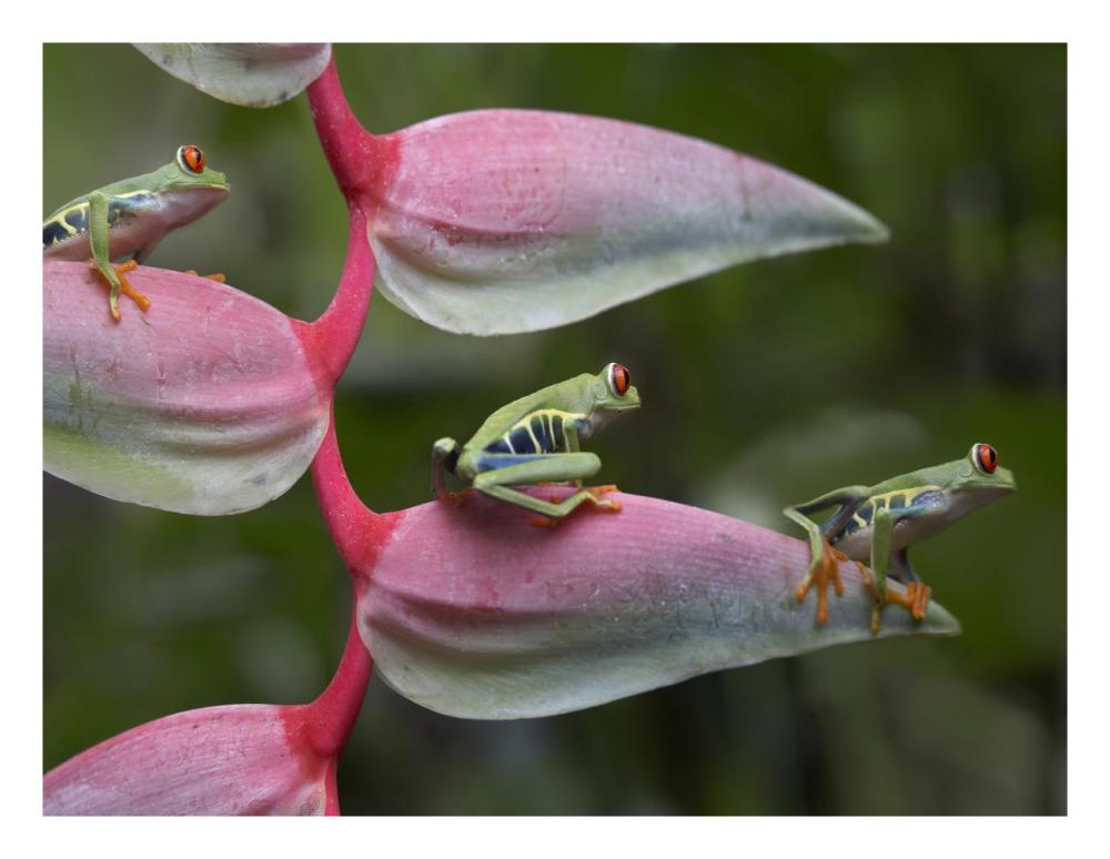 Red-Eyed Tree Frog Three Sitting On Heliconia, Costa Rica-Paper Art-26X20